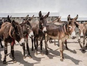 Officials investigate a donkey slaughter site in Gombi Local Government Area of Adamawa State.