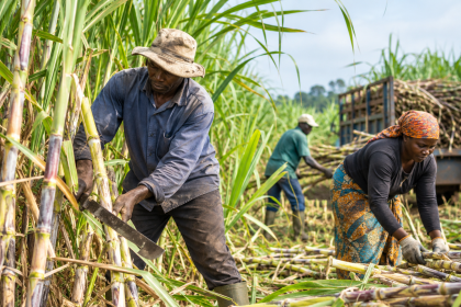 Nigerian sugarcane farmers working in a plantation as the NSDC targets 110,000 jobs through expanded sugarcane production.