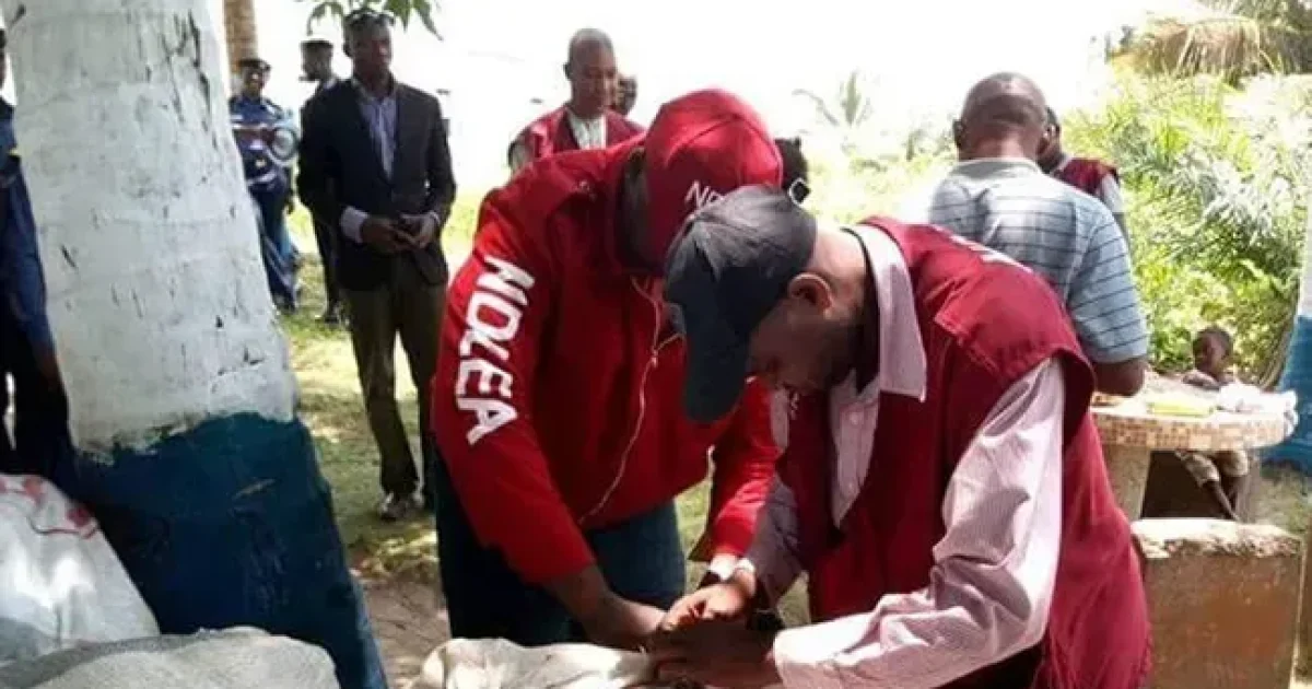 NDLEA Confiscates 685 Kg Illicit Drugs, Shuts Down 13 Drug Outlets in Kaduna